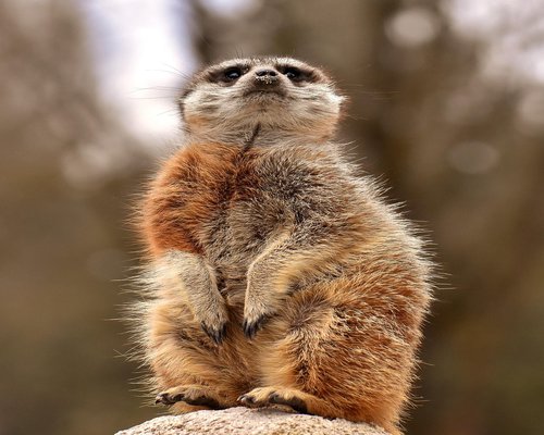 Person transitioning from sitting to standing